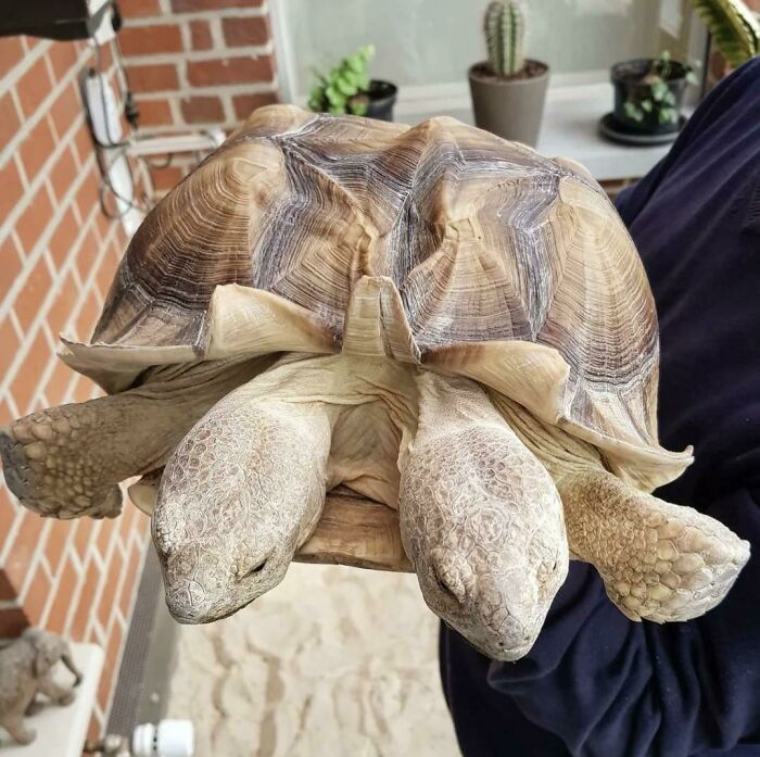 Person holding a two-headed tortoise, showcasing amazing nature in an indoor setting.