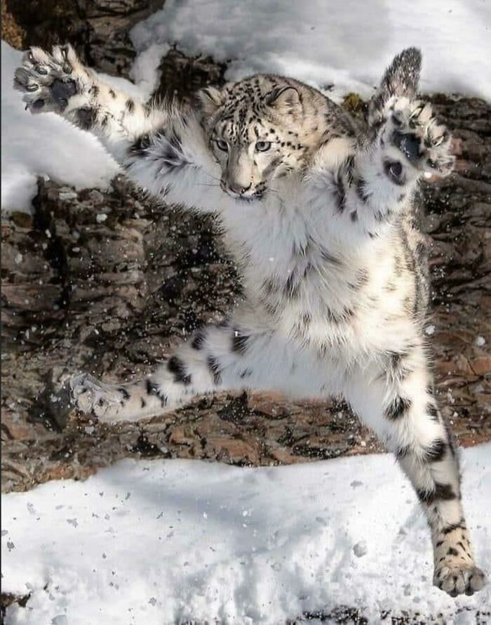 Un leopardo de las nieves en pleno salto en un paisaje nevado, mostrando cómo la naturaleza sorprende.