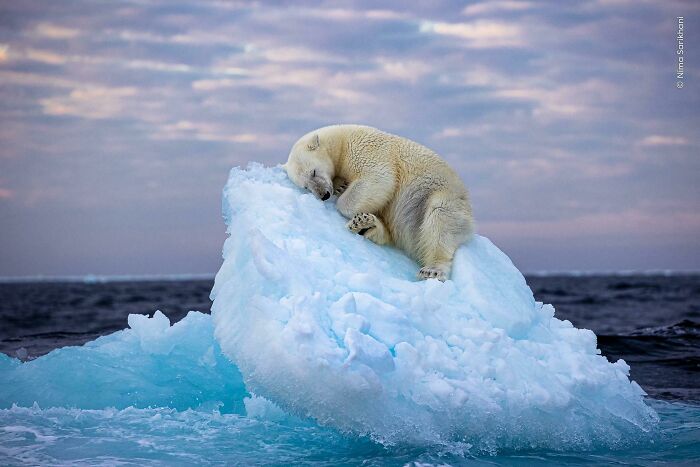Un oso polar descansando sobre un iceberg, mostrando cómo la naturaleza sorprende continuamente.