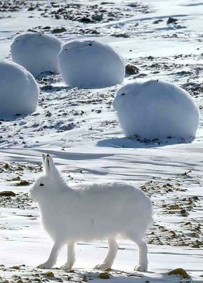 Snow-covered landscape with Arctic hares blending with the environment, showcasing nature's impressive camouflage abilities.