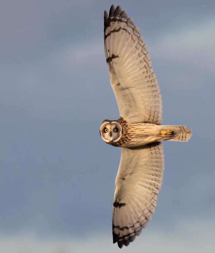 Owl in flight against a blue sky, showcasing the stunning beauty of nature.