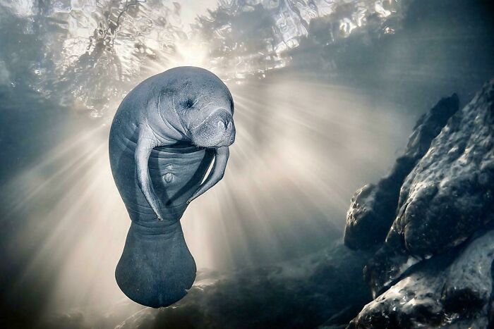 Manatí nadando bajo el agua con rayos de luz, mostrando la sorprendente belleza de la naturaleza.