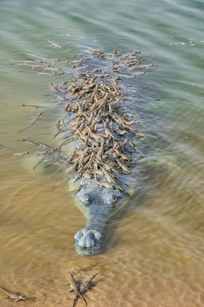 Cocodrilo nadando con crías sobre su espalda, mostrando cómo la naturaleza sorprende continuamente.