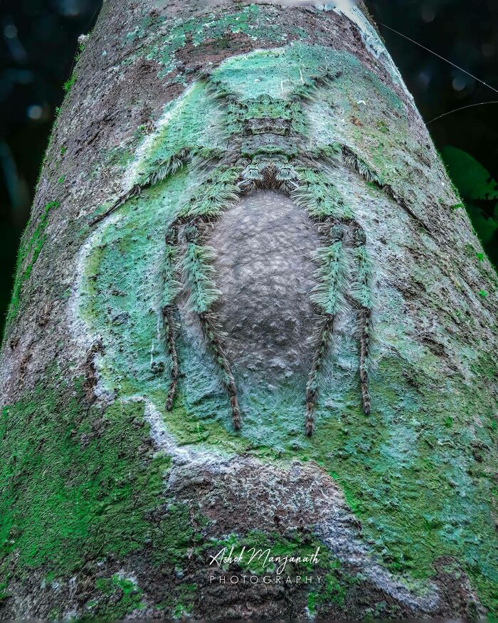 Camouflaged spider blending seamlessly into tree bark, showcasing nature's incredible artistry and adaptability.