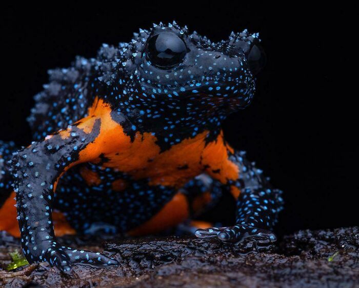 Rana exótica y colorida con textura rugosa en la naturaleza, mostrando colores anaranjados y negros brillantes.