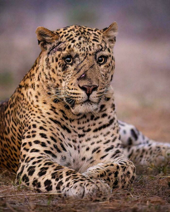 Leopardo descansando sobre el suelo, evidenciando cómo la naturaleza nos sorprende con su majestuosidad.