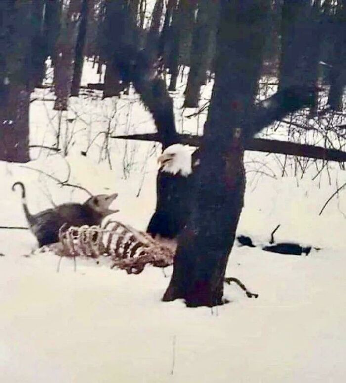 Eagle and opossum with deer skeleton in snowy forest, showcasing amazing nature.