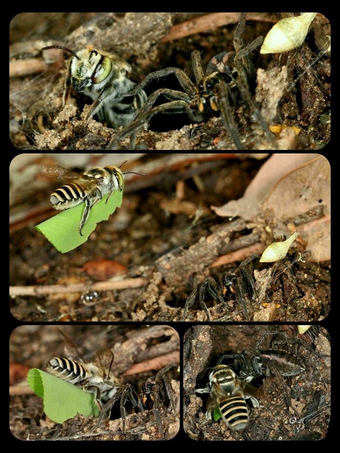 Bee and spider encounter in nature, with bee holding a green leaf among dirt and twigs.