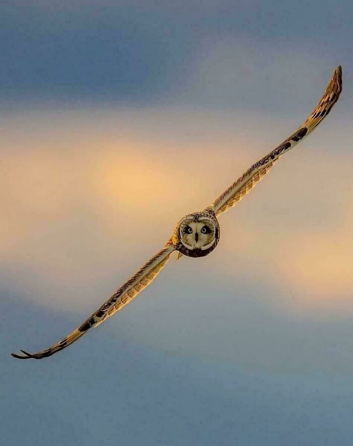 Búho volando en el cielo, demostrando la sorprendente belleza de la naturaleza.