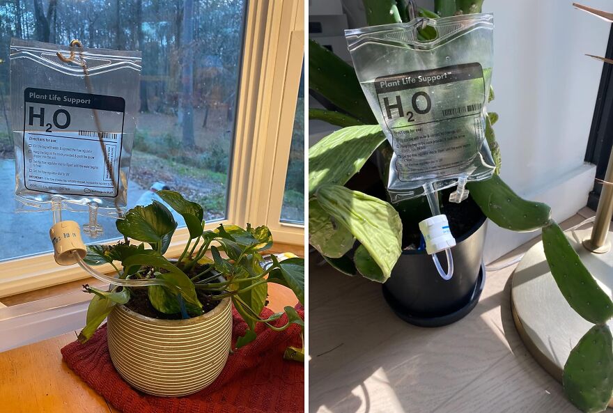 Self-watering garden gadgets with water bags labeled H2O attached to indoor potted plants for garden care.