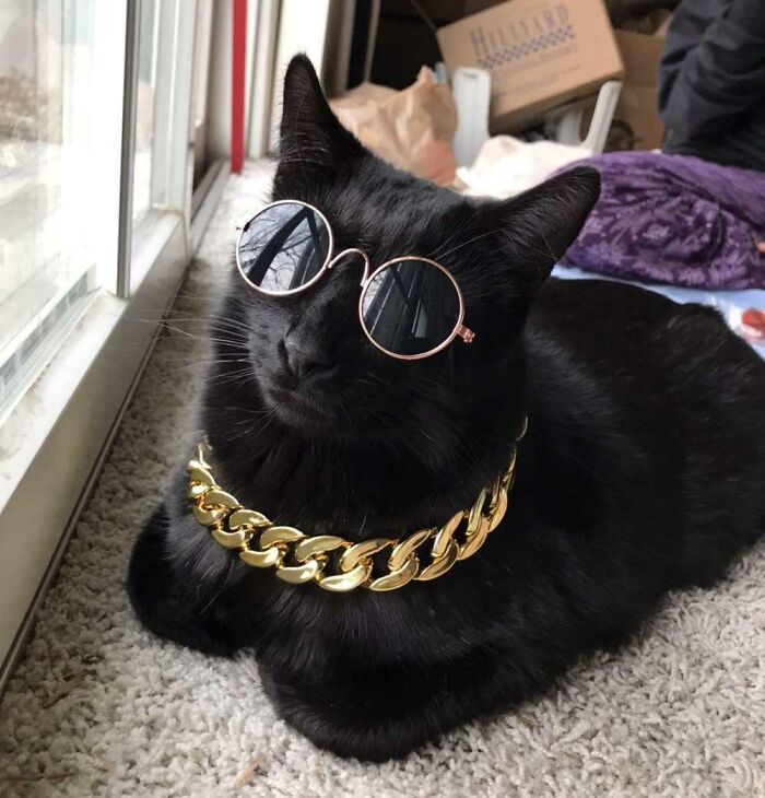 Mi hermanita le ha comprado accesorios al gato