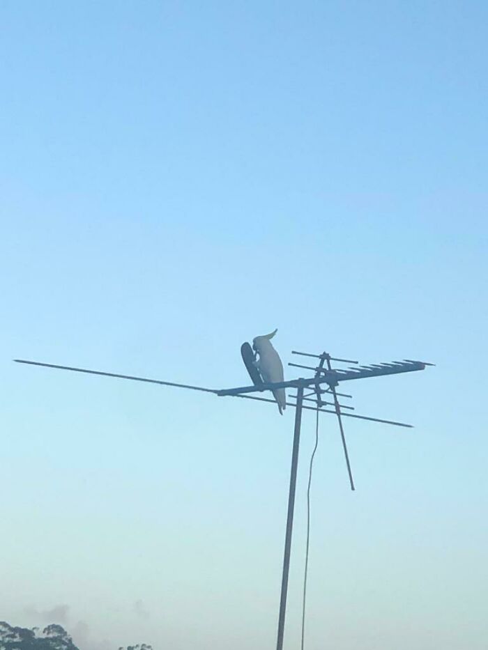 Una maldita cacatúa me ha robado la chancla