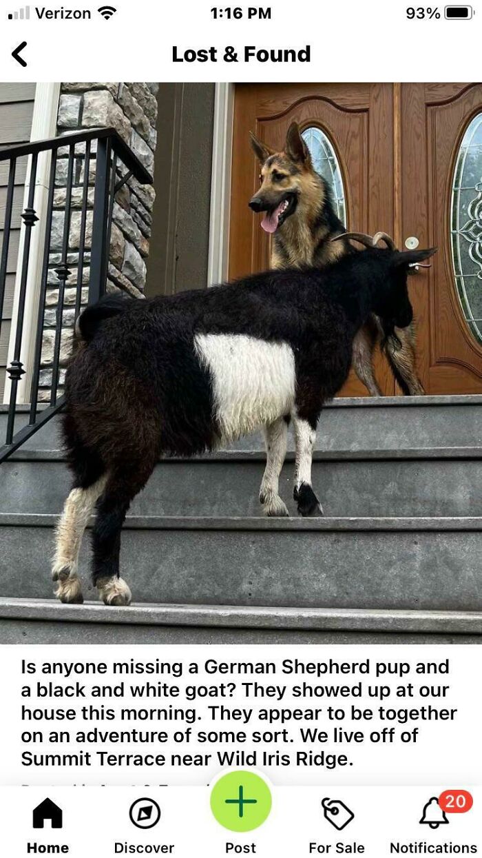 German Shepherd and goat on porch featured on NextDoor for humorous lost and found post.