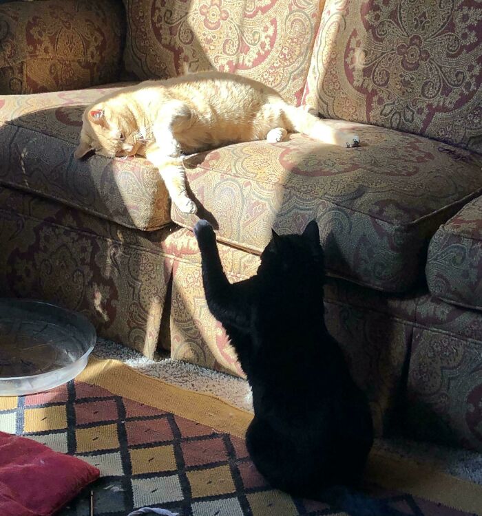My Cats During A Lazy Morning Scuffle