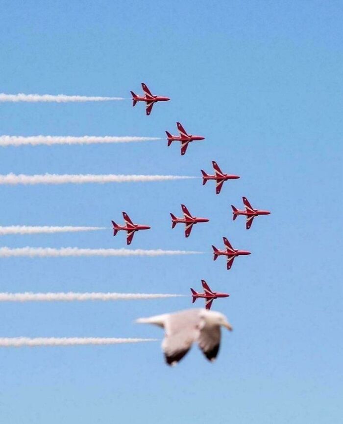 Bird flying in front of a formation of red jets, creating a humorous scene.
