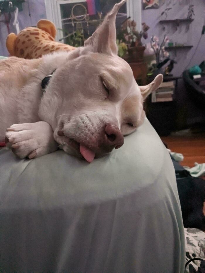 June Lost Her Owner Of 10 Years, And Now She's My Baby