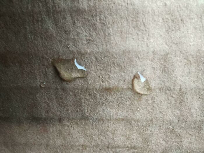 I Found Two Identical Snowflakes (Sorry I Took Photo Too Late)