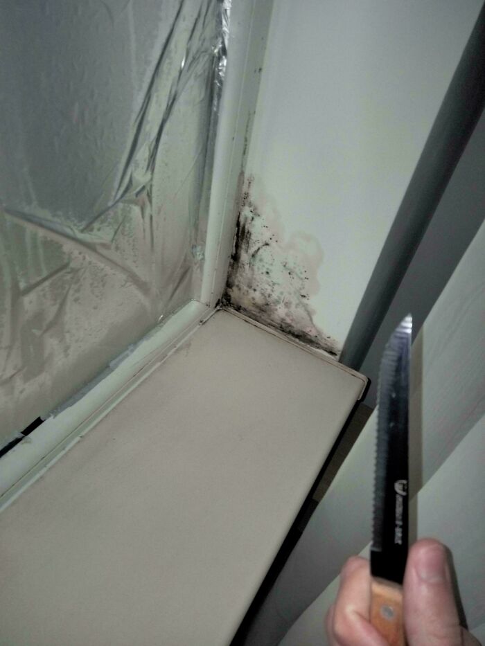 I'm Going To Fight The Mold In My Room, Wish Me Luck