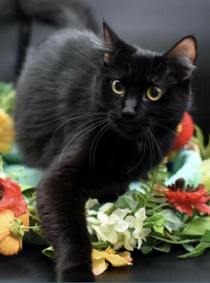 Adopted This Little Lady A Couple Days Ago