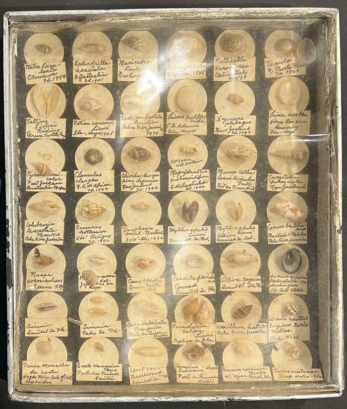 These Tiny Shells, Each Labeled With Type, Date Collected And Where. Part Of A Massive Multigenerational Shell Collection I’m Sorting Through