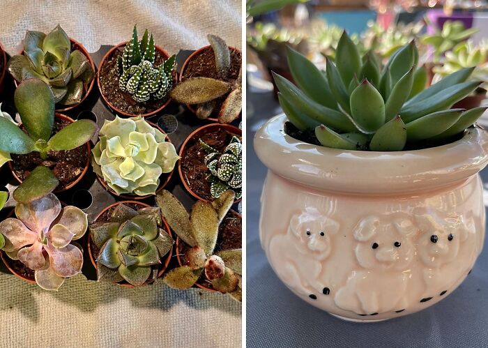 Brighten Mom's Space With Live Mini Succulent Plants