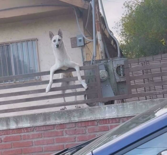 Derpy dog hanging awkwardly over a fence, showcasing hilarious and unusual dog behavior outdoors.