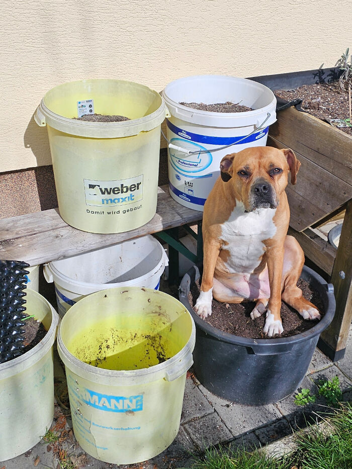 Derpy dog sitting inside a large empty garden bucket surrounded by other yellow and white buckets outside.
