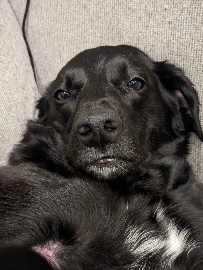 Black dog with a derpy expression lying on a gray couch, showcasing the humor of hilariously derpy dogs.