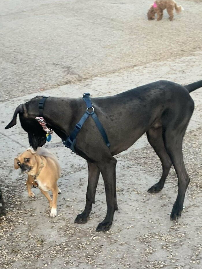 Two dogs, one large black and one small tan, interacting awkwardly outdoors showcasing hilariously derpy dog moments.