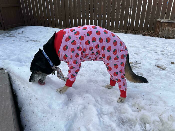 Black and white dog wearing strawberry pajamas licking snow in a fenced backyard, showing a hilariously derpy dog moment.