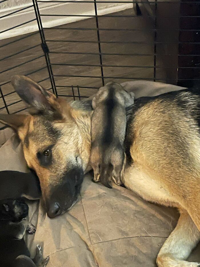 German Shepherd dog lying down with puppies resting on and around it, showing adorably derpy dog behavior.