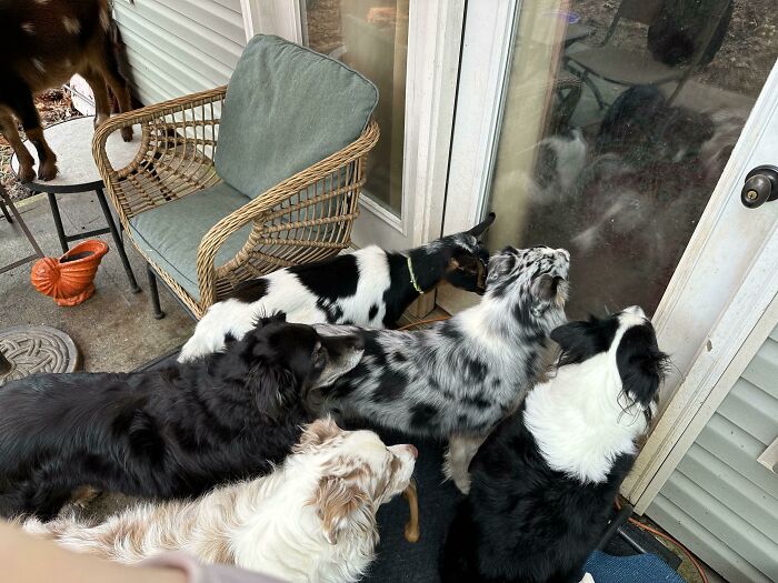 Dogs and a goat at the door, showcasing how they belong in this amusing scene.