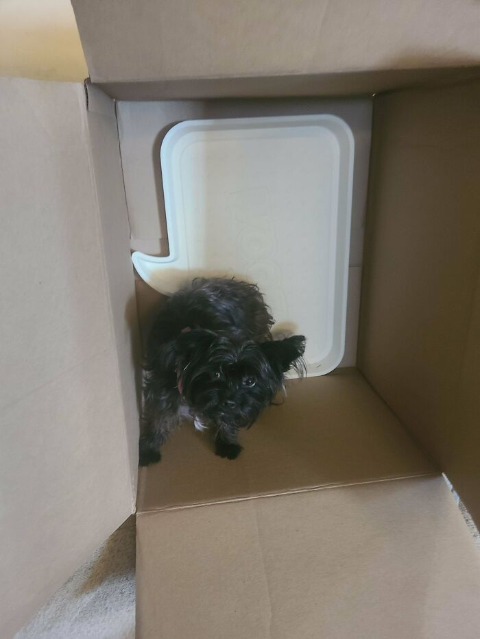 One Medium Dog Food Tray, Humongous Box