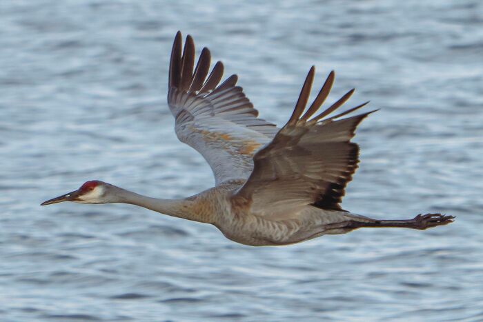 I Captured This Shot Of A Sandhill Crane At The Exat Moment It Was Perpendicular To Me, So You Can See Straight Through Its Nostrils