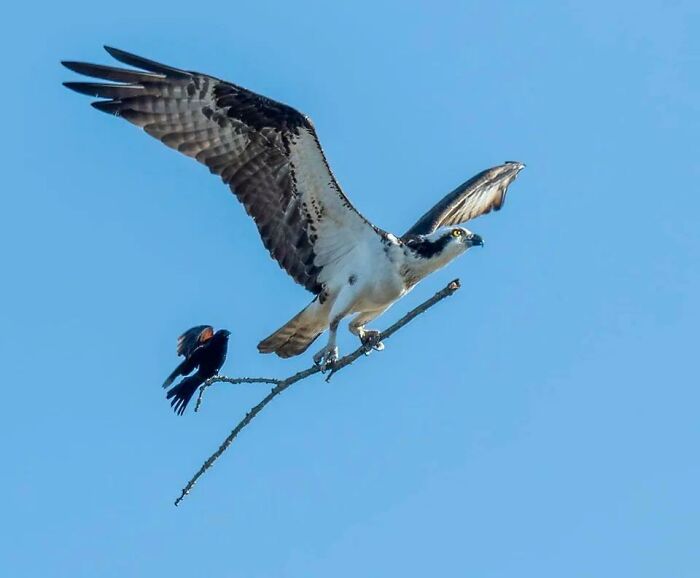 This Picture Of A Blackbird Catching A Ride On An Osprey’s Stick In Michigan By Jocelyn Anderson