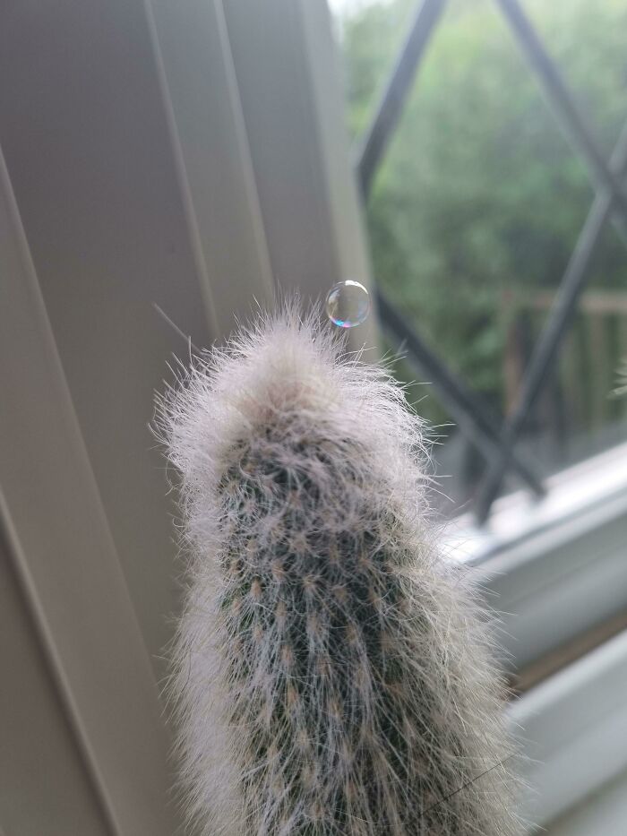 Close-up of a fuzzy cactus with a water droplet perfectly balanced on its tip, showcasing a wild coincidence photo.