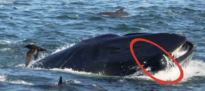 Humpback whale with mouth open swimming near a dolphin, a wild coincidence captured in a rare ocean moment.
