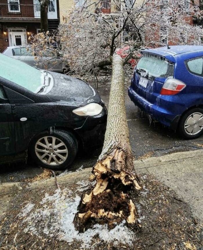 Fallen tree perfectly snapping between two parked cars, a wild coincidence captured in a snowy urban setting.