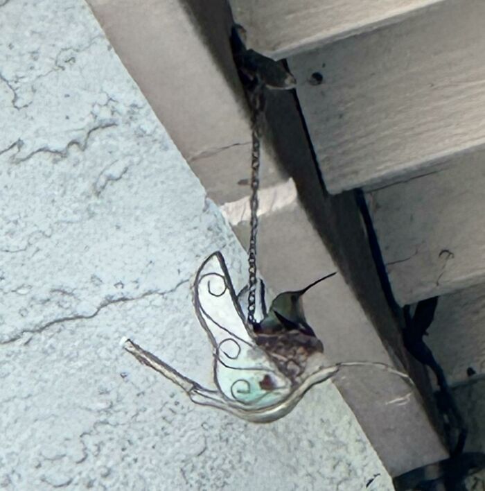 Hummingbird perched on a hanging butterfly decoration, capturing a wild coincidence moment in a unique photo.
