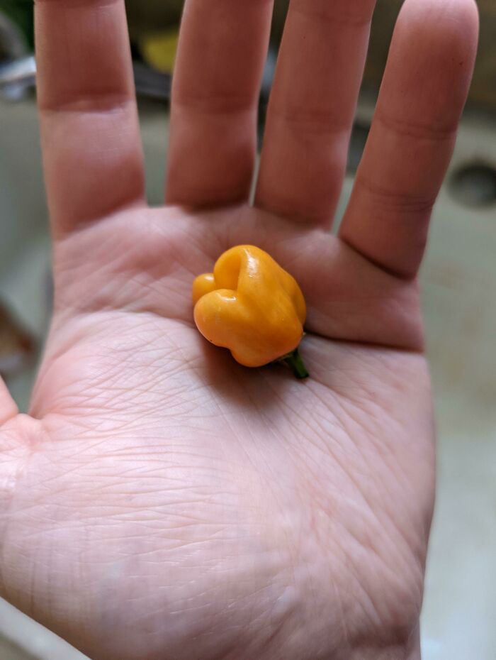 Anyone Know Where I Can Buy Bottles In Bulk To Bottle Up All The Hot Sauce I'm About To Make