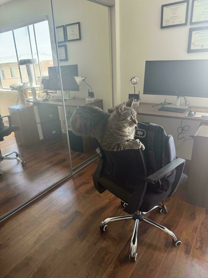 My Cat Is Floating Apparently