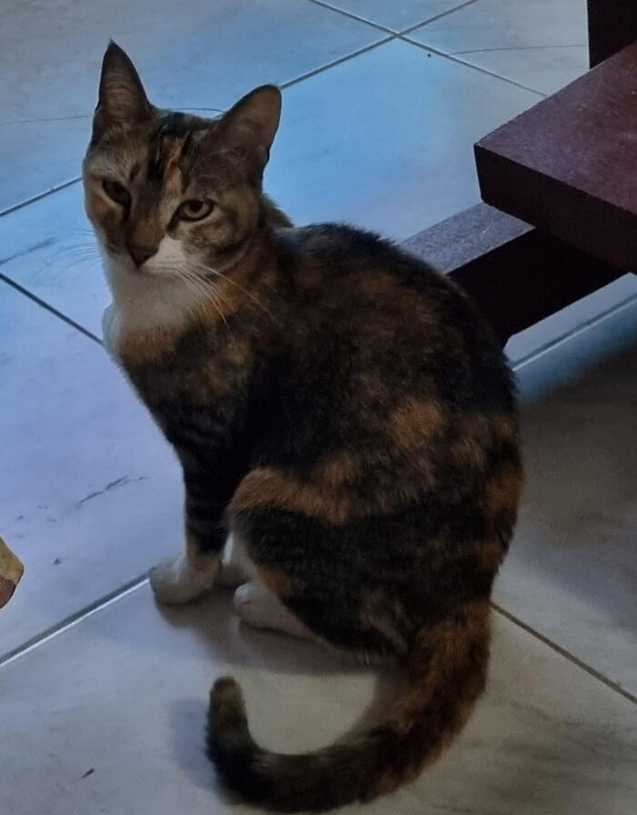 Grumpy ! Because We Wont Let Her Go Outside To Hunt Squirrels