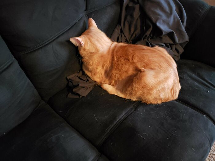 Dude What Is Wrong With My Cat?