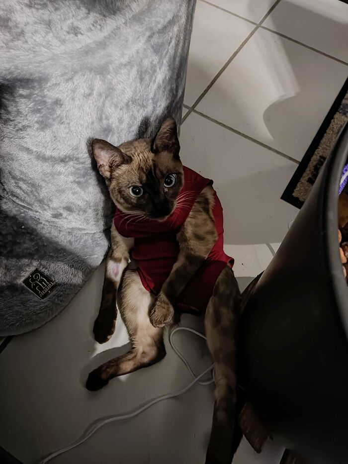 Just Got Sterilized And Thinking About It