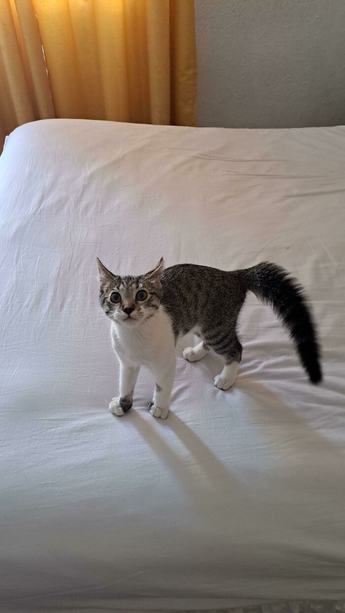 She Turns Into This Thing When I Make The Bed And Viciously Attacks My Hair When I Try To Tuck In The Sheets. Yep, She's Looking At My Hair In This Pic Lol