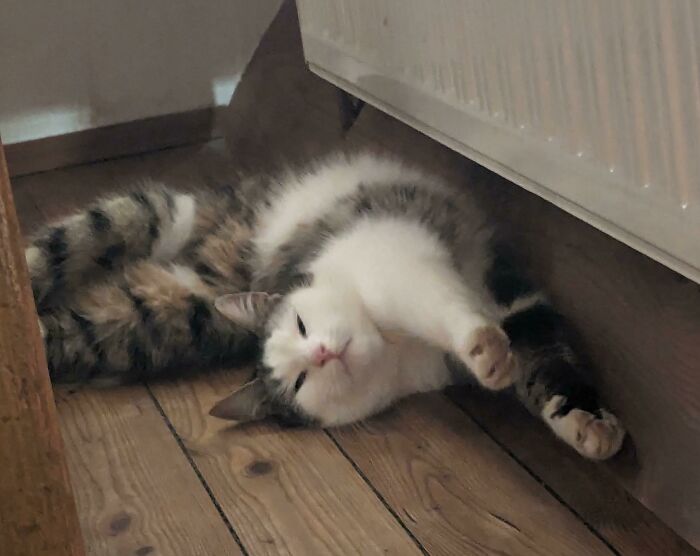 Someone Decided That Winter Sucks And Now Lives 24/7 Under The Radiator. Reasonable