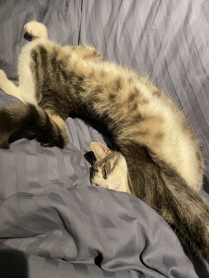 My Cat, Tusse. He Just Likes Sleeping/Relaxing In Weird Positions…😅