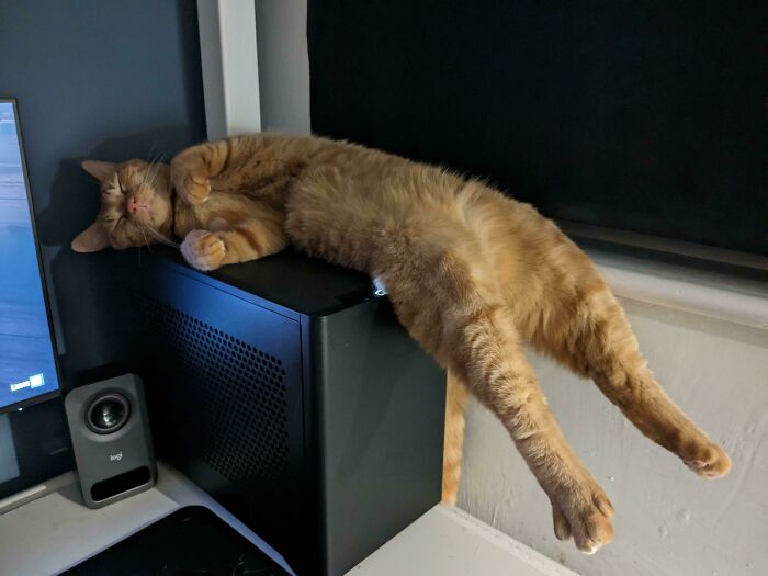 Curly Has Quite An Interesting Sleeping Position On My Desk