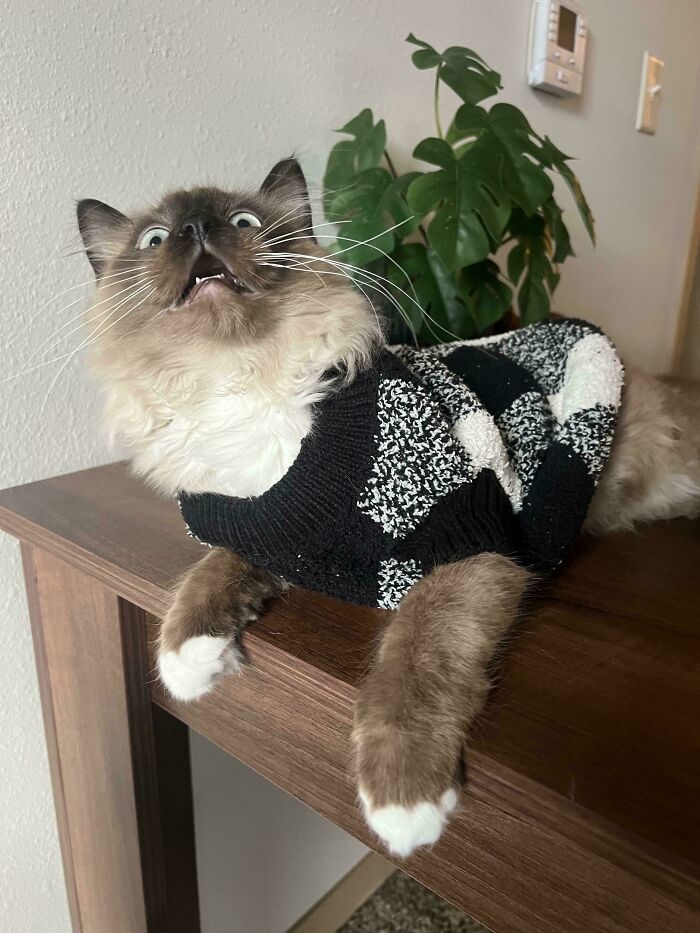 Not The Biggest Fan Of Sweater Photo Time