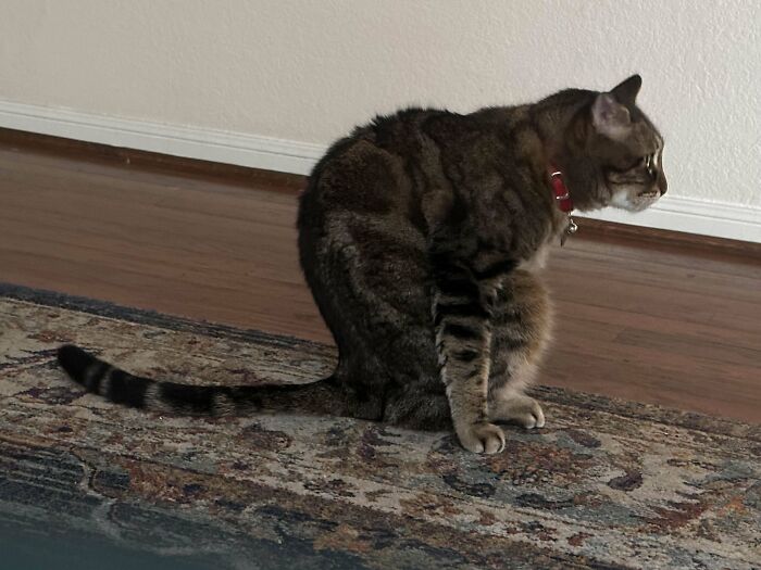 My Scrungly Son Cleaned Himself And Then Sat Like This For Another 30 Minutes